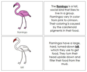 Parts of a Flamingo Nomenclature Book (red) - Montessori Print Shop