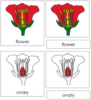 Flower Nomenclature 3-Part Cards (red) - Montessori Print Shop