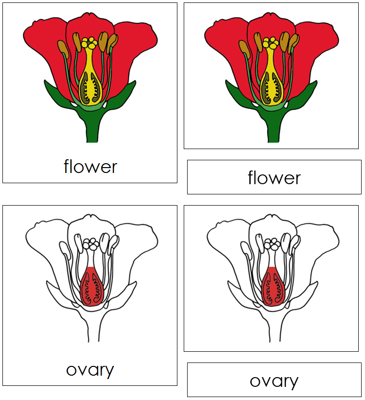 Flower Nomenclature Cards (red) - Montessori Print Shop
