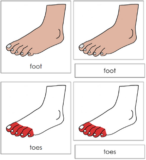Foot Nomenclature 3-Part Cards (red) - Montessori Print Shop