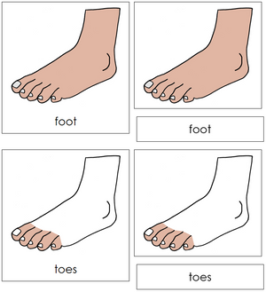 Foot Nomenclature 3-Part Cards - Montessori Print Shop