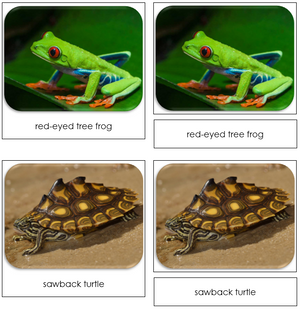 Frogs & Turtles - Safari Toob Cards