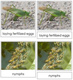Grasshopper Life Cycle Nomenclature 3-Part Cards & Charts - Montessori Print Shop