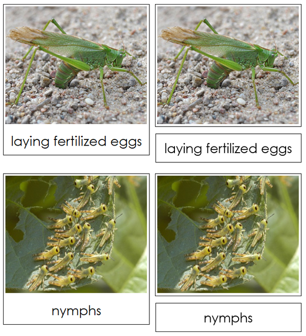 Grasshopper Life Cycle Nomenclature Cards - Montessori Print Shop ...
