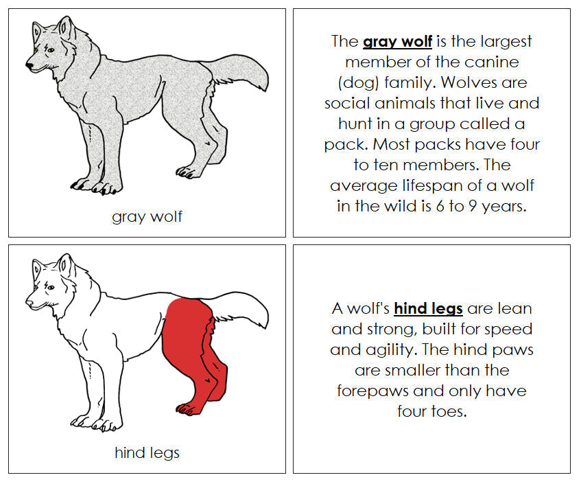 Parts of a Gray Wolf Nomenclature Book (red) - Montessori Print Shop