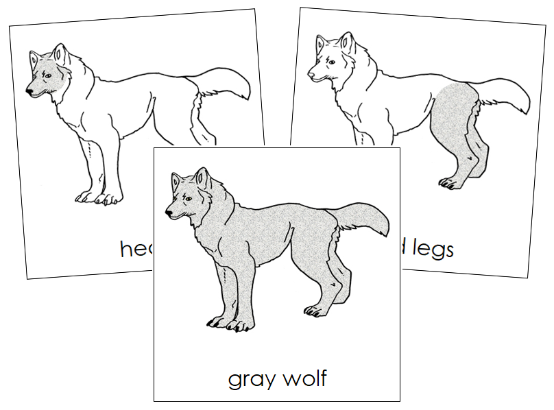 Gray Wolf Nomenclature Cards - Montessori Print Shop