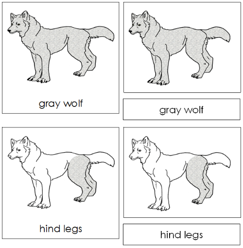Gray Wolf Nomenclature Cards - Montessori Print Shop