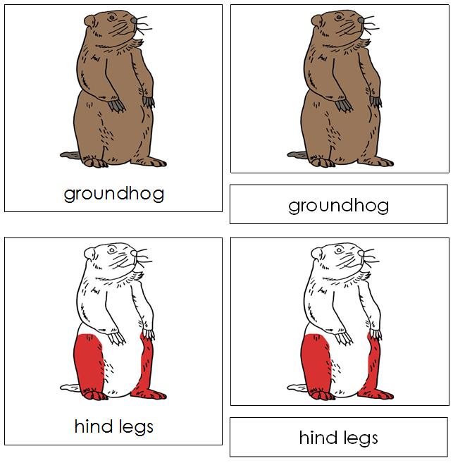 Groundhog Nomenclature - Cards (red)