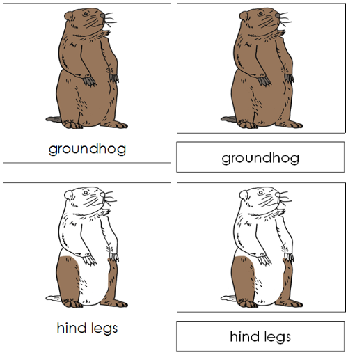 Groundhog Nomenclature Cards - Montessori Print Shop