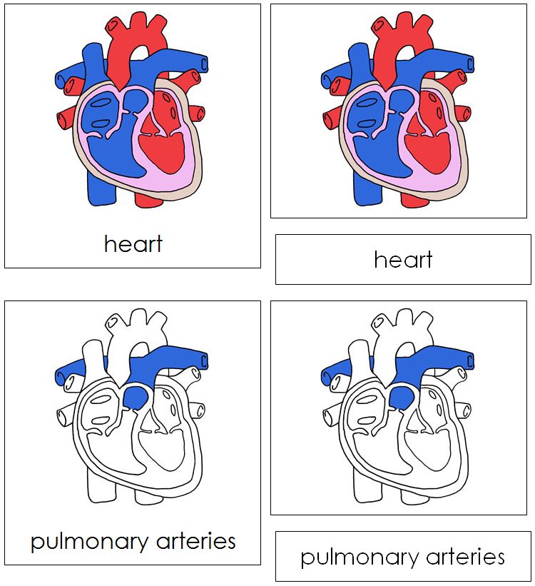 Human Heart Nomenclature Cards - Montessori Print Shop