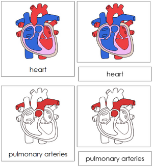 Human Heart Nomenclature 3-Part Cards (red) - Montessori Print Shop