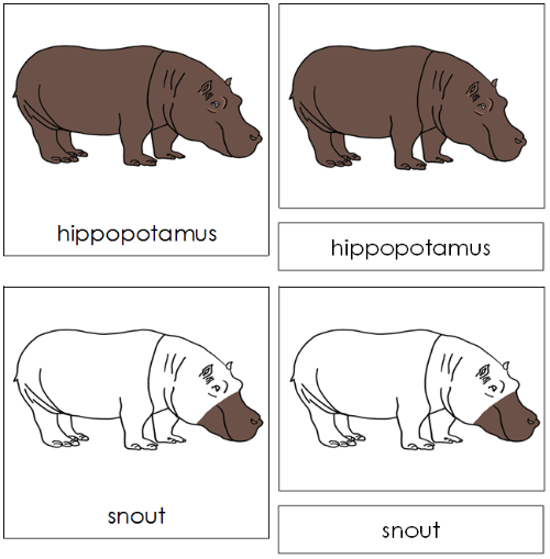 Hippopotamus Nomenclature Cards - Montessori Print Shop