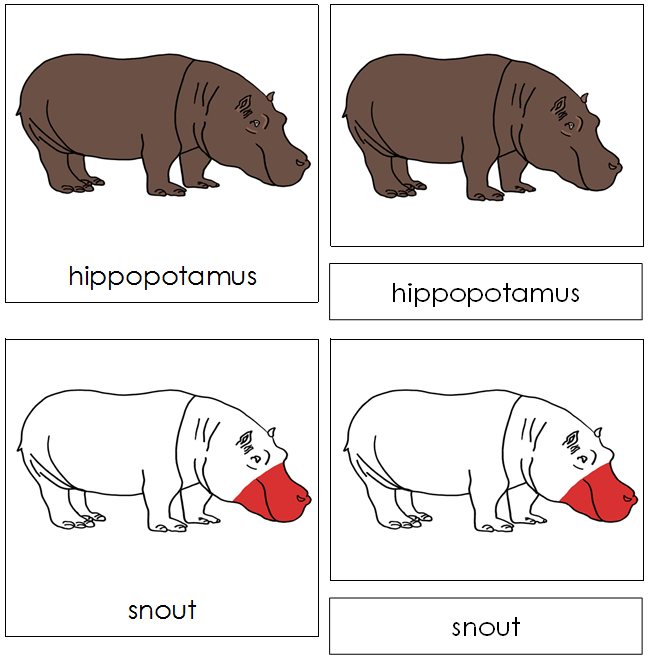 Hippopotamus Nomenclature Cards (red) - Montessori Print Shop