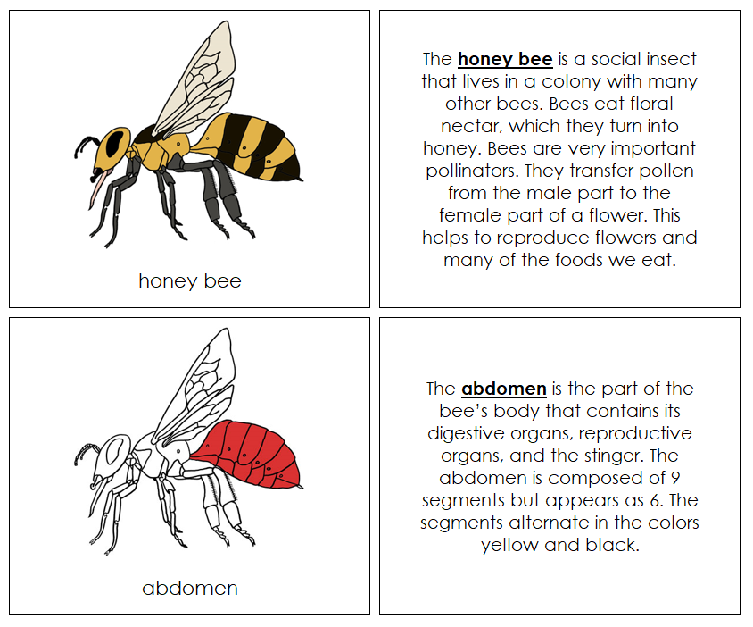 Honey Bee Nomenclature Book (red) - Montessori Print Shop