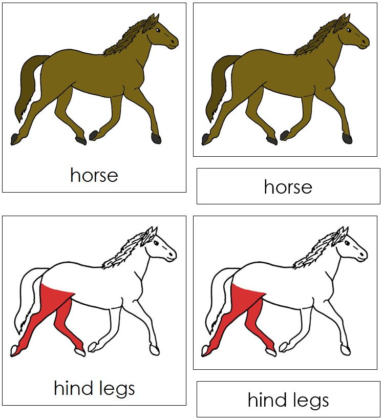 Horse Nomenclature Cards (red) - Montessori Print Shop