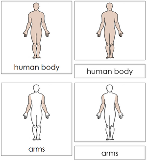 Human Body Nomenclature 3-Part Cards - Montessori Print Shop