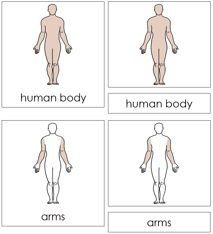 Human Body Nomenclature Cards - Montessori Print Shop