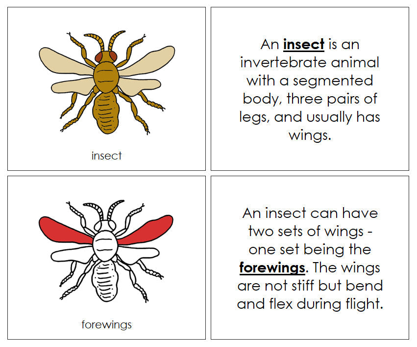 Parts of an Insect Nomenclature Book (red) - Montessori Print Shop