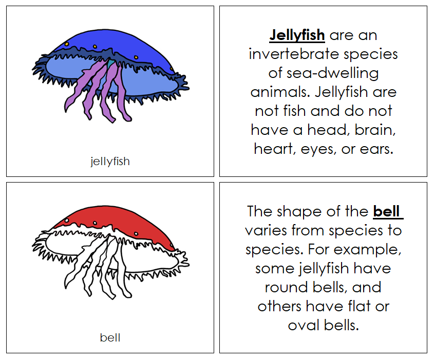 Parts of a Jellyfish Nomenclature Book (red) - Montessori Print Shop