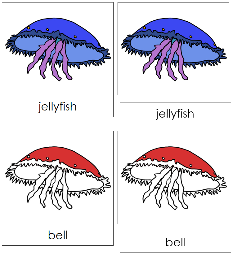 Jellyfish Nomenclature Cards (red) - Montessori Print Shop
