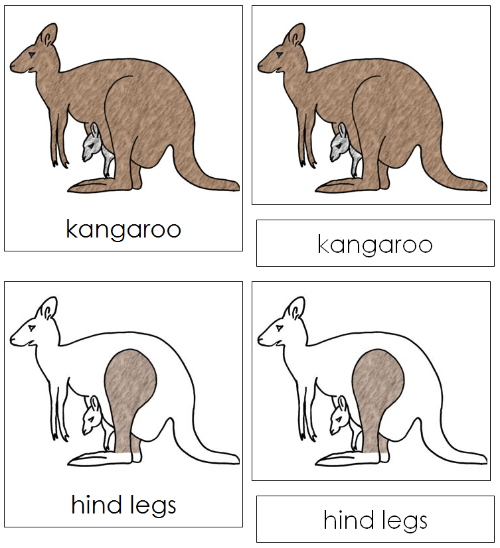 Kangaroo Nomenclature Cards - Montessori Print Shop