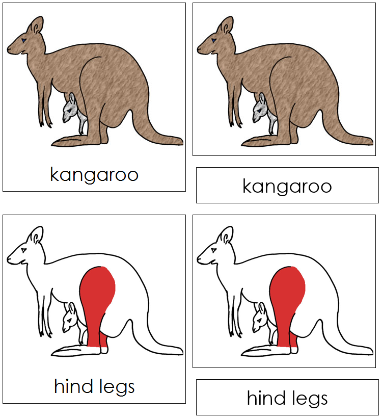 Kangaroo Nomenclature Cards (red) - Montessori Print Shop