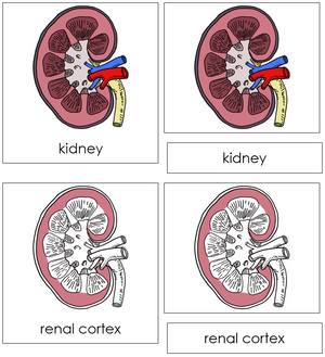 Kidney Nomenclature 3-Part Cards - Montessori Print Shop