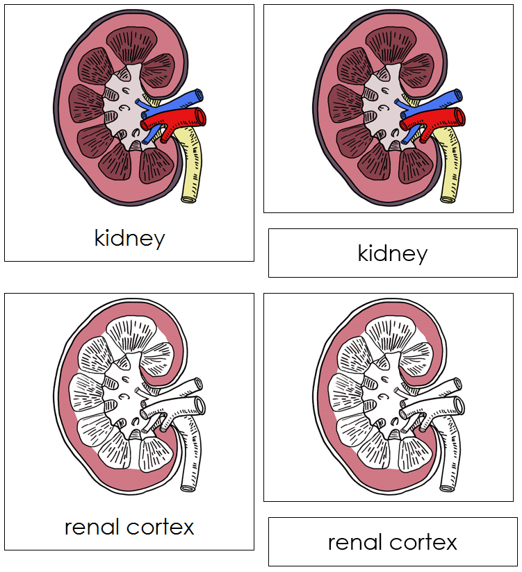 Kidney Nomenclature Cards - Montessori Print Shop