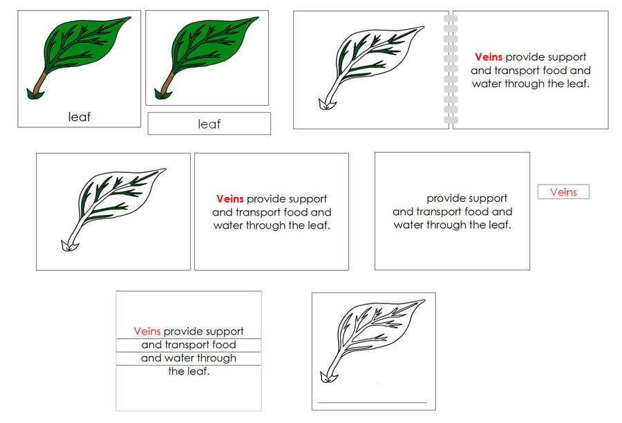 Leaf Definition Set - Montessori Print Shop nomenclature