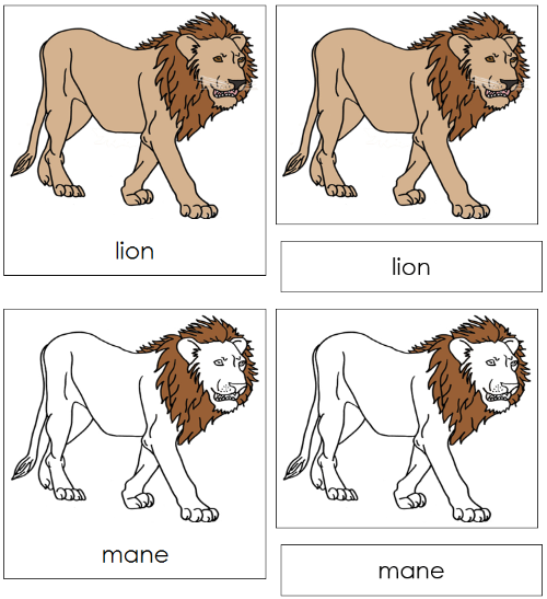 Lion Nomenclature Cards - Montessori Print Shop