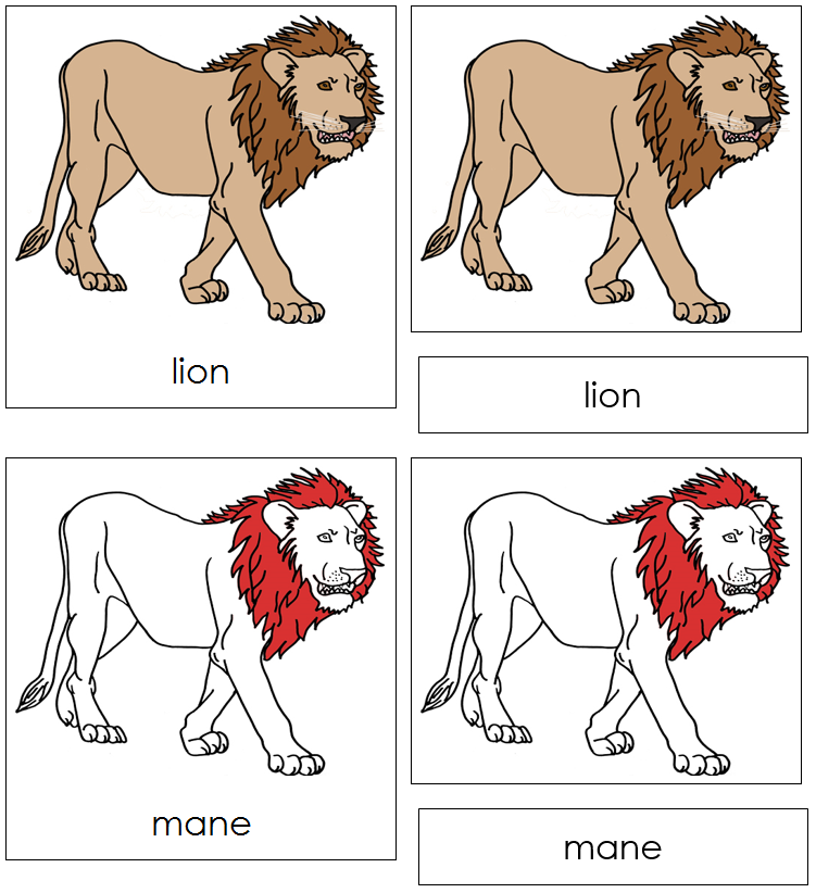 Lion Nomenclature Cards (red) - Montessori Print Shop
