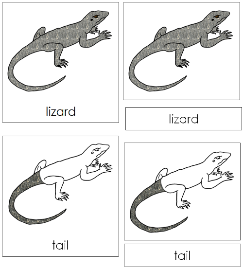 Lizard Nomenclature Cards - Montessori Print Shop