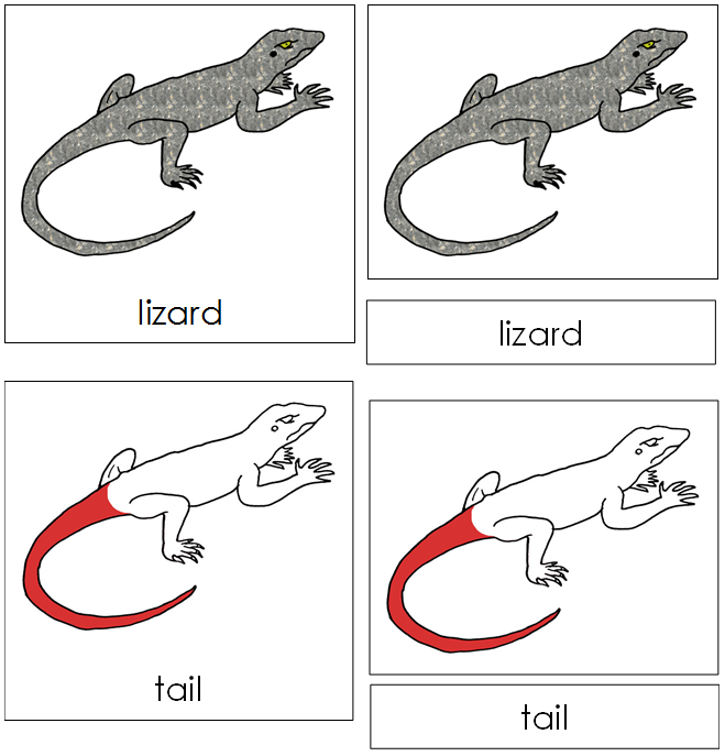 Lizard Nomenclature Cards (red) - Montessori Print Shop