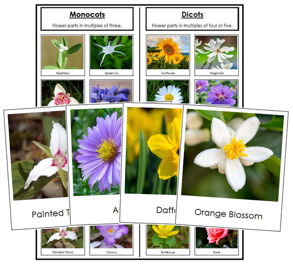 Monocot or Dicot Flower Sorting