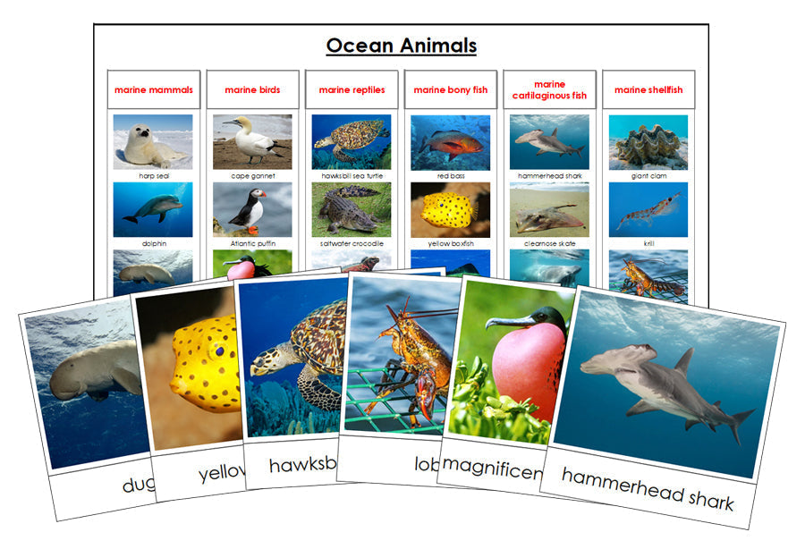 Ocean Animals Sorting Cards & Control Chart - Montessori Print Shop science activity