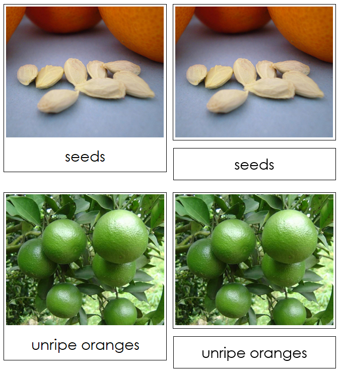 Orange Life Cycle Nomenclature Cards & Charts - Montessori Print Shop