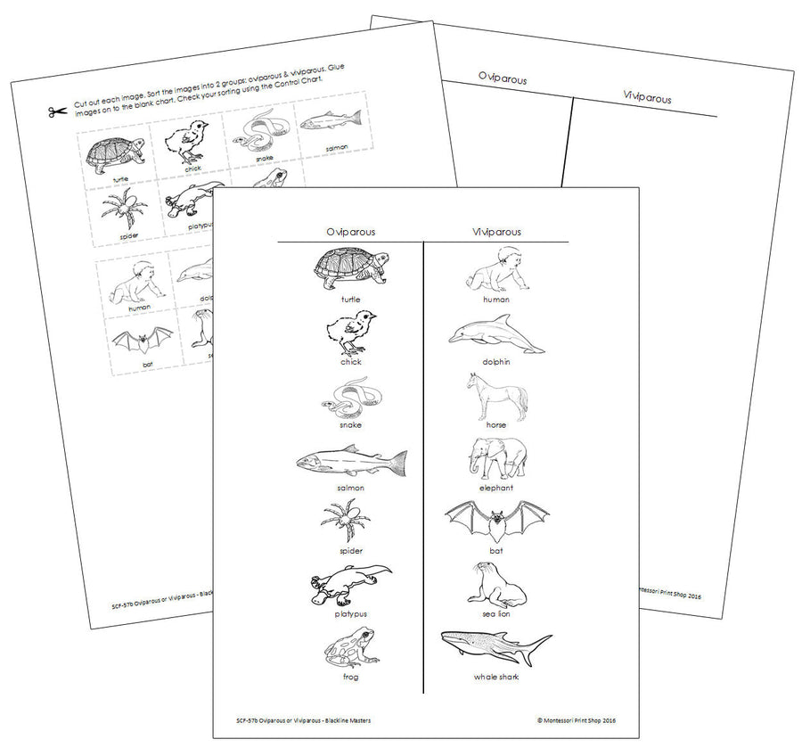 Oviparous And Viviparous Animals (Blackline Masters) - Montessori Print Shop