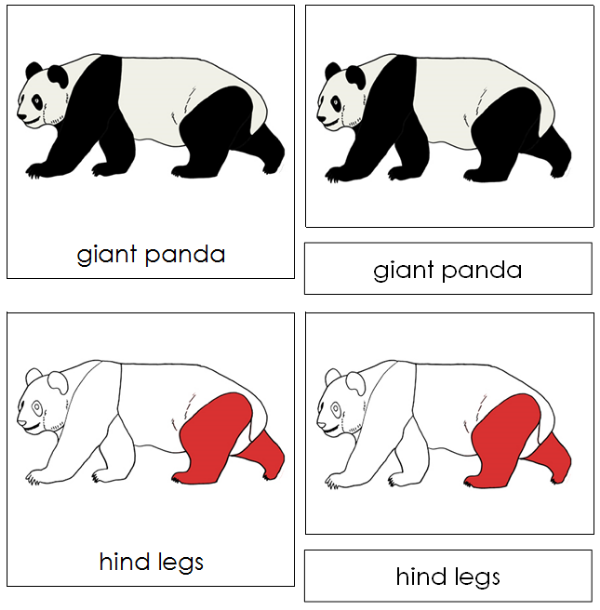 Parts of a Giant Panda Nomenclature Cards (red) - Montessori Print
