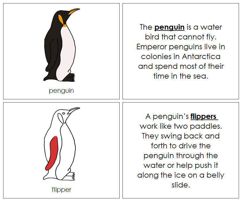 Parts of a Penguin Nomenclature Book (red) - Montessori Print Shop