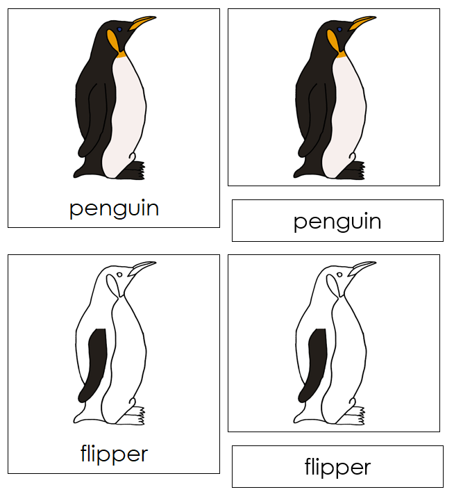 Parts of a Penguin Nomenclature Cards - Montessori Print Shop