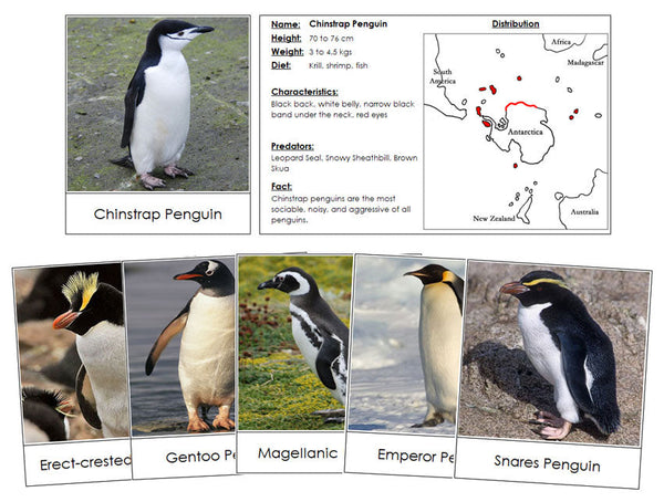 Penguins & Location Maps - Montessori Print Shop Digital Download