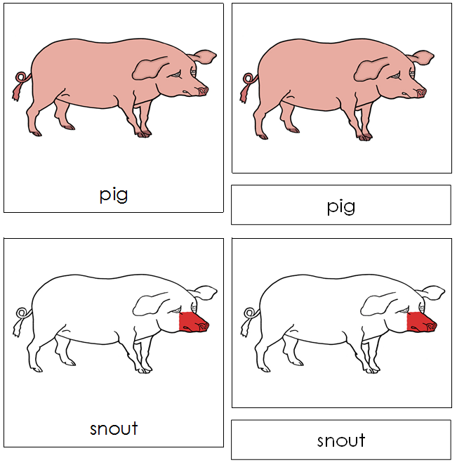 Pig Nomenclature Cards (red) - Montessori Print Shop