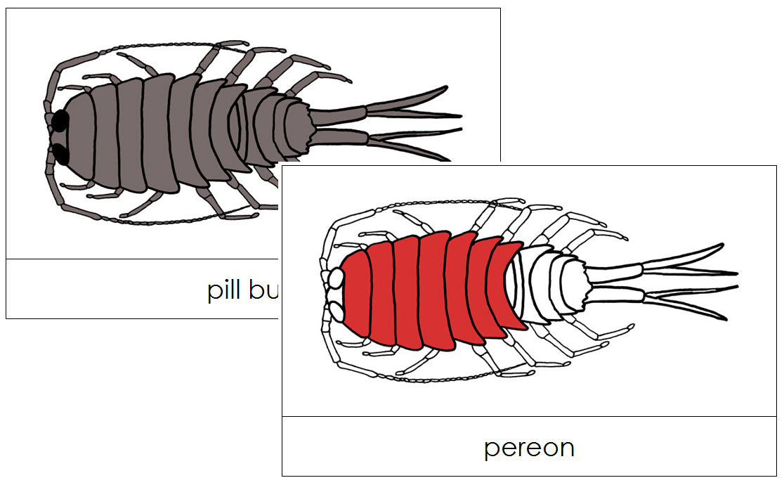 Pill Bug Nomenclature Cards (red) - Montessori Print Shop