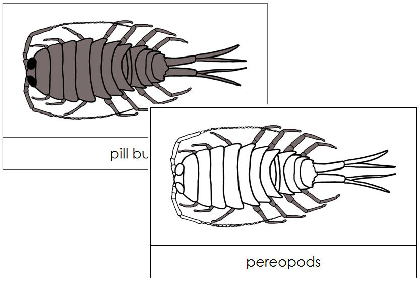 Pill Bug Nomenclature Cards - Montessori Print Shop