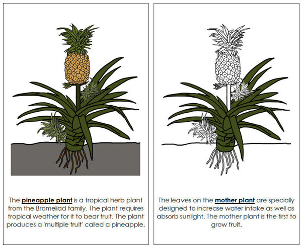 characteristics of pineapple plant Parts of a Pineapple Plant Nomenclature Book