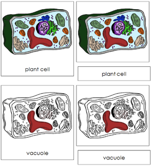 Plant Cell Nomenclature 3-Part Cards - Montessori Print Shop