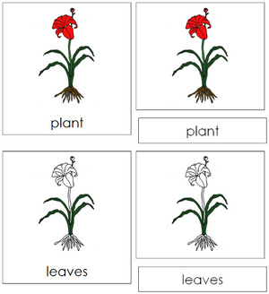 Plant Nomenclature 3-Part Cards - Montessori Print Shop