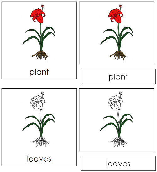 Plant Nomenclature Cards - Montessori Print Shop