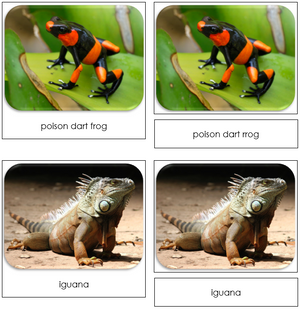 Rainforest Safari Toob Cards - Montessori Print Shop