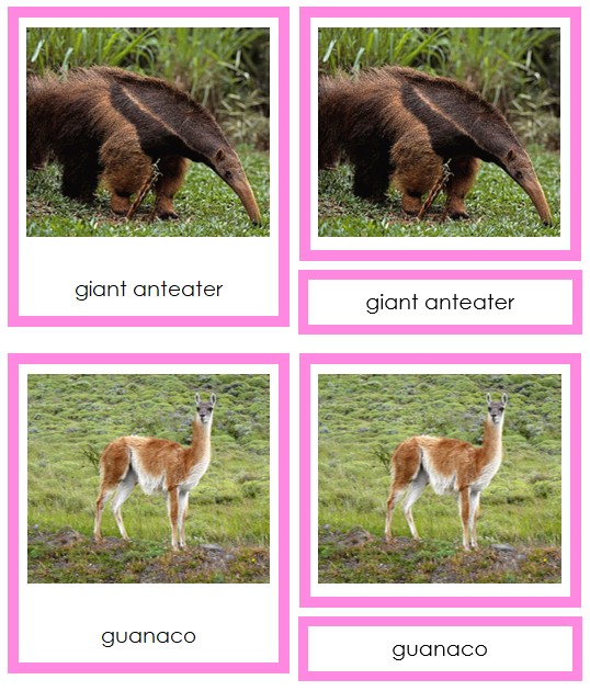 South American Animals (color-coded) - Montessori Print Shop